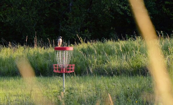 Perched juvenile red-tailed hawk observing prey from a shed roof along a rural disc golf course park in Miami County, Kansas at sunrise
