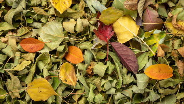 Colorful fall dry leaves background and texture - top view