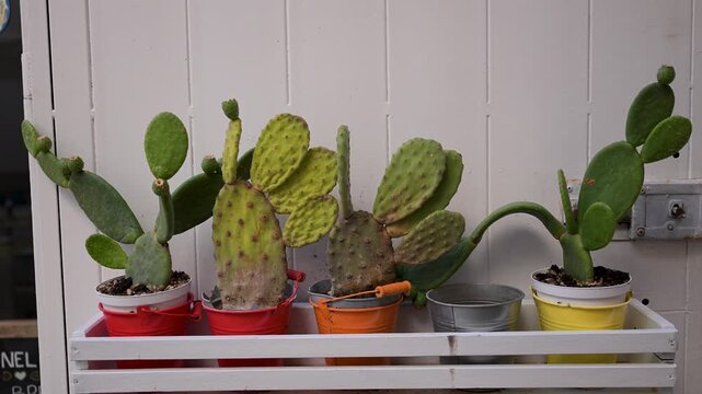 Row of opuntia cactus plants in bright metal pots lined on a white wooden shelf, shot in soft daylight.