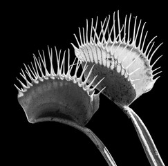 Venus fly traps black and white © SurfyArt