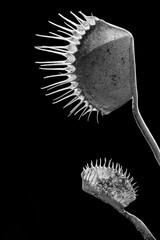 Venus fly traps black and white © SurfyArt