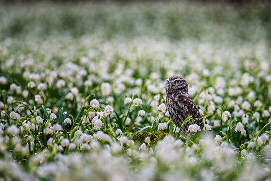 Little owl Athene noctua standing in a large blooming field of white spring snowflake flowers.
