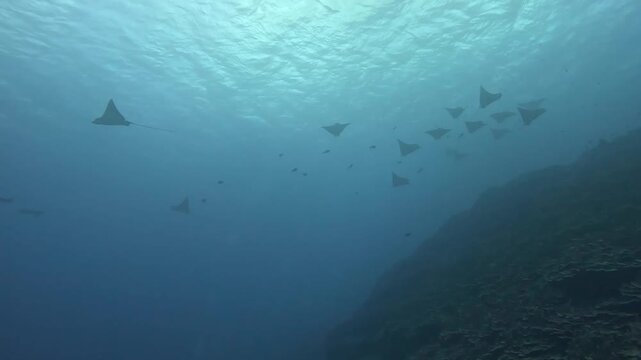 A graceful group of open-ocean manta rays drifts above a rugged rocky seabed in Hawaii, illuminated by soft blue daylight and gliding through pristine, crystal clear tropical water.