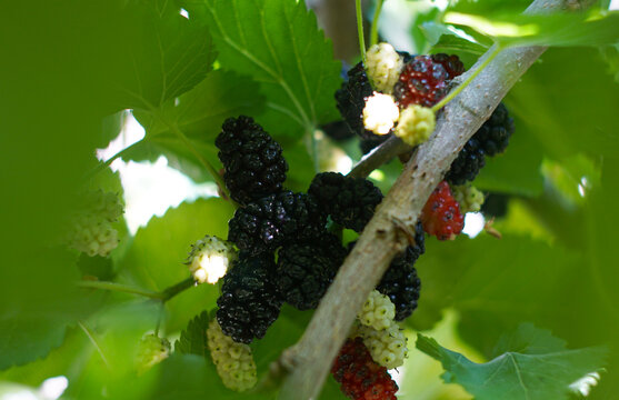 Juicy ripe black mulberries growing on a tree branch