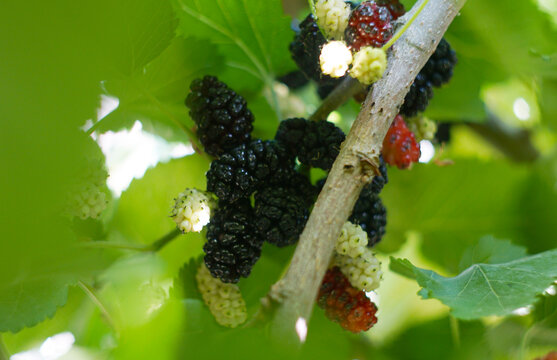 Juicy ripe black mulberries growing on a tree branch