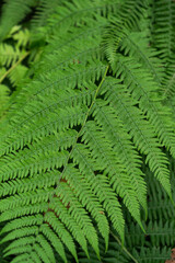 Green fern leaves close-up, natural forest foliage texture © Павел Костенко