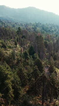 Forest Mountains Of Nevado de Colima National Park In Jalisco, Mexico, Dense Woodland Across Rugged Highland Terrain. Vertical, Aerial Shot