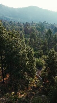Forestland Within Nevado de Colima National Park In Jalisco, Mexico, Dense Natural Woodland Across The Mountain Landscape. Vertical, Aerial Shot