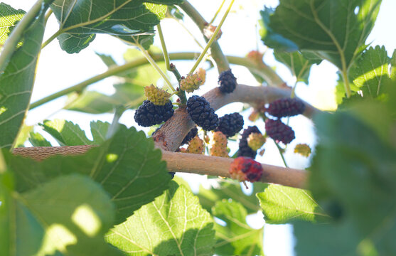 Multicolor ripening mulberries on tree branches under a bright sky