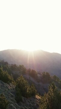 Golden sunrise shining over the pine forest of Nevado de Colima in Mexico