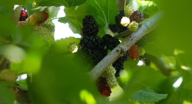 Organic mulberries ripening on a tree branch framed by green leaves