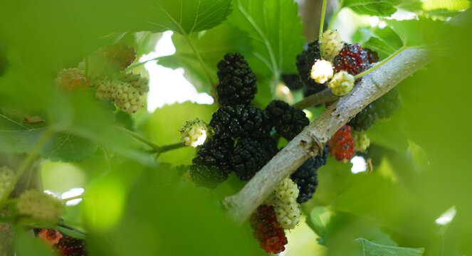 Organic mulberries ripening on a tree branch framed by green leaves