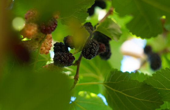Ripe black mulberries hanging on a branch in a dense green tree