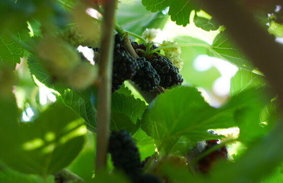 Ripe black mulberries hidden among green tree leaves