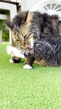 Vertical. Maine Coon cat grooming itself licking fur after bath, closeup