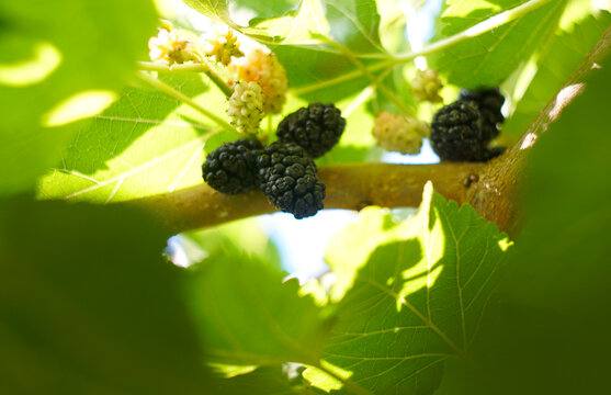 Ripe black mulberries on a thick branch in bright summer sunlight