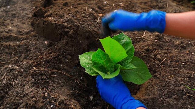 Woman in blue rubber gloves planting physalis seedling in garden bed close-up in slow motion
