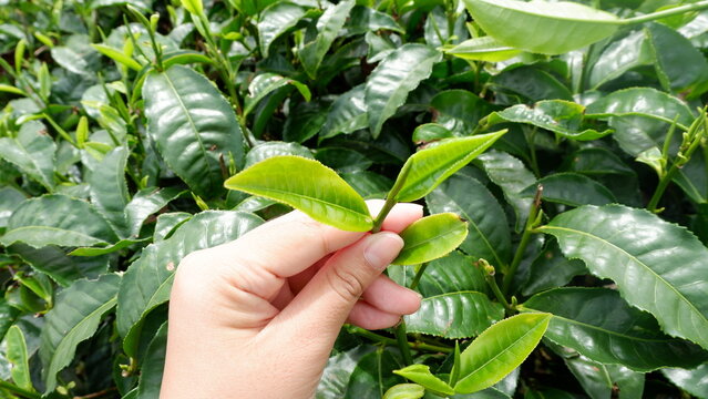 Hand picking fresh green tea leaves from a tea plant in a plantation