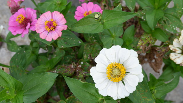 Blooming zinnia flowers among green leaves in the garden, natural floral background