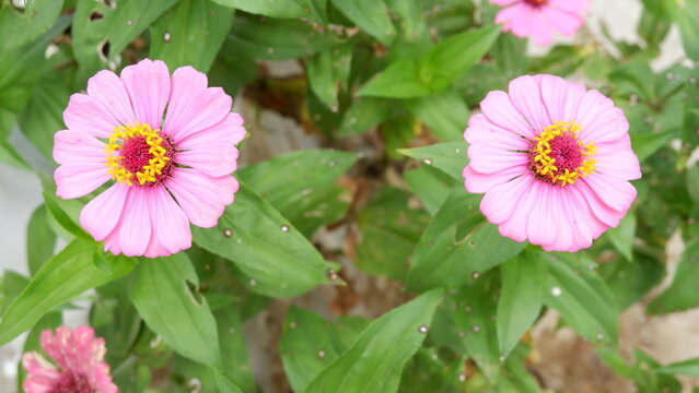 Blooming zinnia flowers among green leaves in the garden, natural floral background