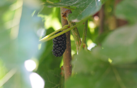 Single ripe black mulberry growing on a branch among green leaves