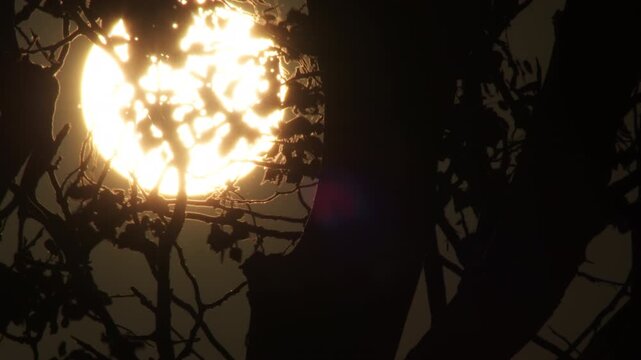 Time lapse of bright celestial sun rising behind dark tree silhouettes