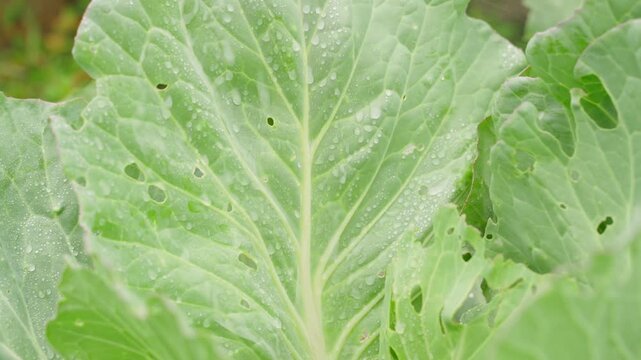 Spraying cabbage leaves damaged by pests with sprayer nozzle close-up