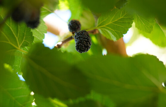 Single ripe black mulberry hanging on a tree branch among green leaves