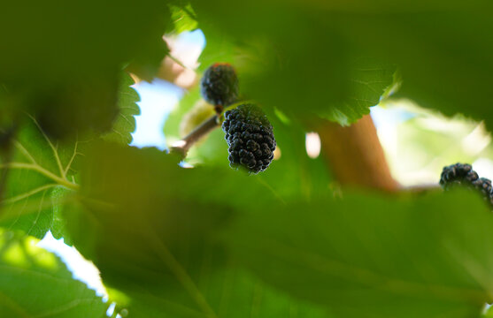 Single ripe black mulberry hanging on a tree branch among green leaves