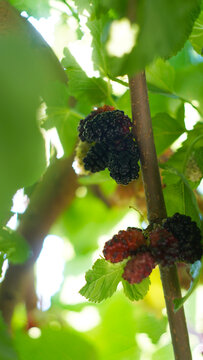 Vertical macro shot of ripe black and red mulberries on a tree branch