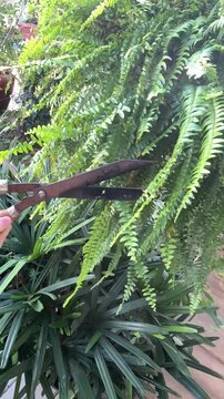 homem trabalhando em corte poda de plantas no jardim 
