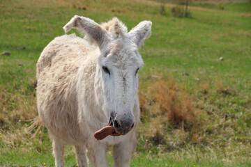 Fototapeta premium Wild burro sticking its tongue out