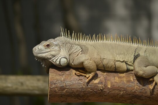 iguana on a tree