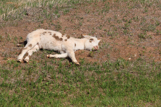 Wild burro foal with brown spots sleeping in a meadow
