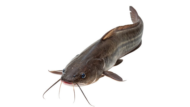 Single fresh raw catfish river fish wildlife isolated on transparent background