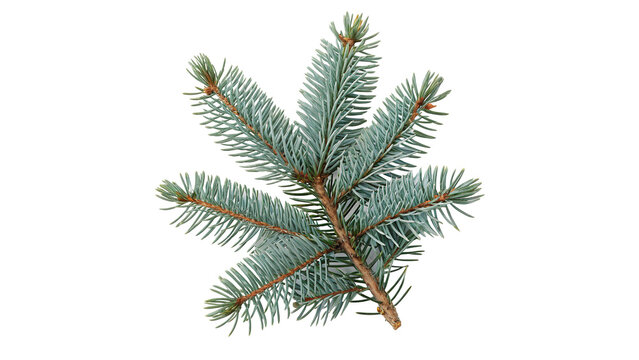 Small green spruce pine tree branch needle isolated on transparent background