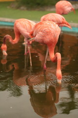 Flamingos Drinking water © Maryna