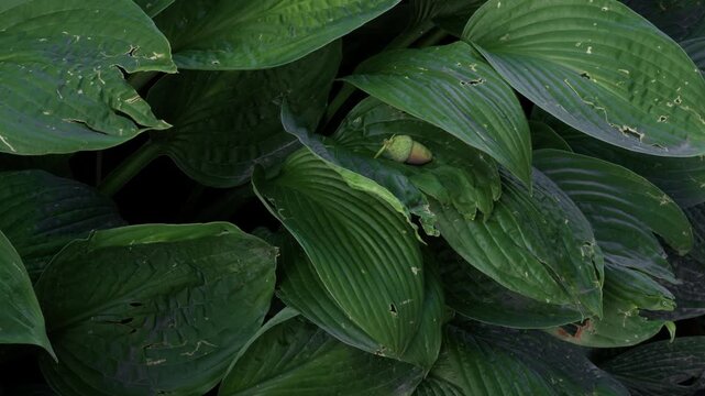 Dense hosta leaves with small acorn nestled in layered green garden foliage