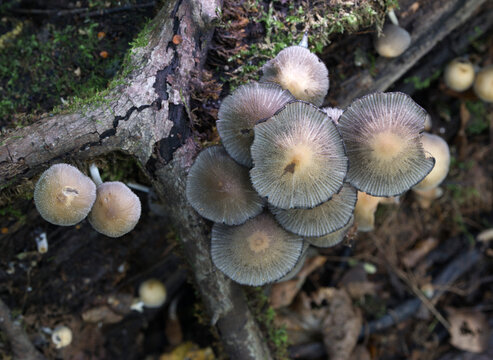 Mushrooms growing on a tree trunk in the autumn forest.