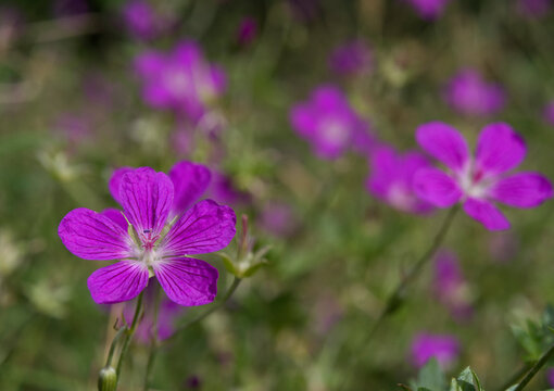 Blue wildflowers in the meadow swaying in the wind.