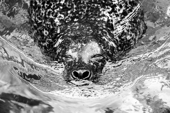 Close-up of a cute seal in front and top view. Black and white. 