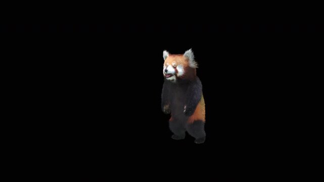 Cute 3D animated red panda dancing rumba with alpha channel. Cartoon animal character isolated for compositing, motion graphics, video editing, and digital content creation.