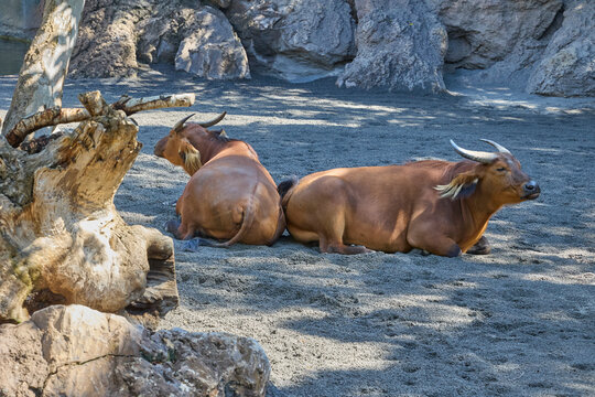 Pair of African buffalo resting in tropical zoo enclosure