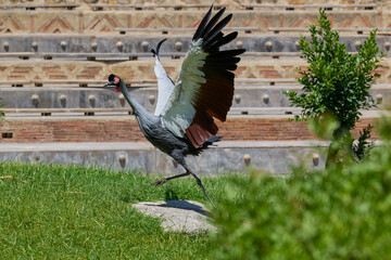 Fototapeta premium Grey crowned crane spreading wings on grassy field