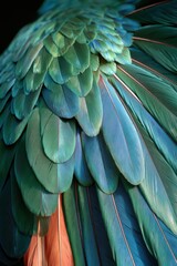 Obraz premium Colorful bird feathers displayed in a close-up view to show texture and patterns in natural light
