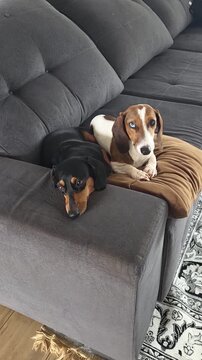 cachorros a vontade em casa 