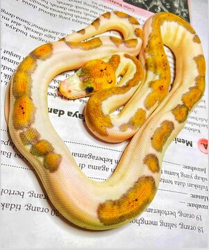 Ball Python Python regius on newspaper, with the specific color morph Banana Pied