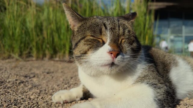 A cat lies in the sun near the grass, resting on a warm summer day; close-up shot.