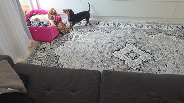 cachorros a vontade em casa 