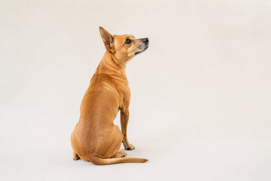 Tan dog sitting and looking up over its shoulder